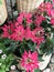 Poinsettia or Euphorbia pulcherrima or Flame leaf flower plant.