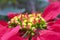 Poinsettia - Euphorbia pulcherrima flower