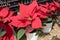 Poinsettia Euphorbia pulcherrima potted- Red Christmas stars