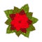 Poinsettia. Euphorbia pulcherrima. Vector illustration. New Year, Christmas. Traditional symbols.