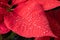 Poinsettia. An exotic plant with bright red leaves. Christmas star. Beautiful plants with raindrops on the leaves