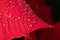 Poinsettia. An exotic plant with bright red leaves. Christmas star. Beautiful plants with raindrops on the leaves