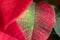 Poinsettia. An exotic plant with colorful leaves