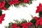 Poinsettia Floral Border