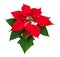 Poinsettia flower