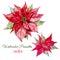 Poinsettia flower