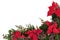 Poinsettia Flower Border