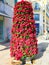 Poinsettia flower column
