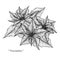 Poinsettia flower drawing illustration. Black and white with line art.