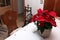 Poinsettia flower in traditional vintage room