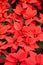 Poinsettia flowers background