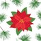 Poinsettia flowers and pine leaf isolated icon for Christmas or New Year greeting card design