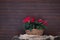 Poinsettia flowers in vintage basket, dark brown background. Canvas.