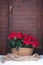 Poinsettia flowers in vintage basket, dark door brown background.