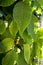 Poinsettia green leaves. Poinsettia grows