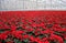 Poinsettia in greenhouse