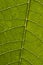 Poinsettia leaf closeup