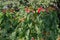 Poinsettia or Mana angangbi Plant Magenta Colored Leaves