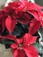 Poinsettia plant