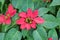 Poinsettia plant,christmas flower,red and green