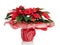 Poinsettia plant in gift wrapper