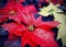Poinsettia plant with glitter on the leaves
