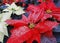 Poinsettia plants also called Christmas Star with glitter