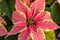 Poinsettia plants in bloom as Christmas decorations