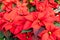 Poinsettia plants in bloom as Christmas decorations