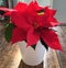 Poinsettia pot plant for Xmas