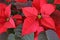 Poinsettia Red Flower