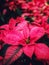 Poinsettia red leaves background .Euphorbia pulcherrima Wild. Flowers of the Holy Night.