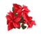 Poinsettia traditional Christmas flower on white background