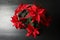 Poinsettia traditional Christmas flower on wooden tabl
