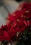 Poinsettia use for Christmas Decoration adding Nice Red floral beauty