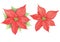 Poinsettia watercolor Christmas flower illustration red and green isolated on white background. Botanical illustrations for design