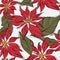 Poinsettia winter flower with green leaves, Xmas decoration art. Hand-drawn vector illustration for festive Christmas holdays