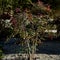 POINSETTIA WISHES, American Wintergreen. Gaultheria Paultheria Procubens.