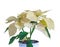 The poinsettia yellow flowers Euphorbia pulcherrima, The Flower of Christmas