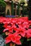 Poinsettias bloom in an atrum