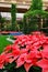 Poinsettias grow in an atrium at Christmas