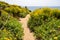 Point Dume in Malibu California leads up to a bluff overlook. Giant coreopsis Wildflowers all along the sandy trail