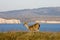 Point Reyes National Seashore wildlife.