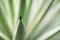 Point of Sisal - Agave