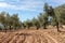 Point of view of a field of olive trees