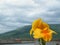 Point of View Flower mountains sky