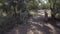 Point of view of a group of lions walking a path