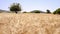 Point of view during run on ripe wheat field. Drone view wheat field