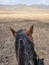 Point of view shot of a basuto pony head from a horse riders perspective, mountains of Lesotho, Africa
