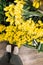 Point of view, standing near piles of yellow daffodil flowers